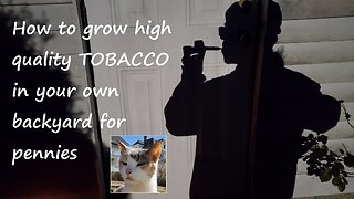 How to grow high quality tobacco in your own backyard for pennies – from seed to smoke