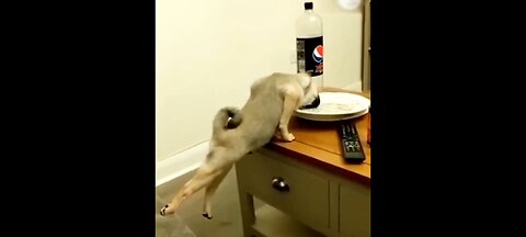 Funny Animal Videos 2023 🤣🤣