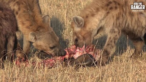 Hyenas Finish A Wildebeest Meal | Maasai Mara Safari | Zebra Plains