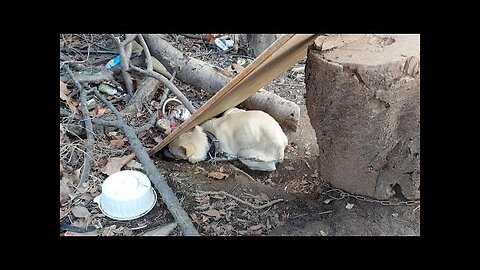 Whole life was chained and mistreated in starved, cold, terrified dog eat waste foods for survived