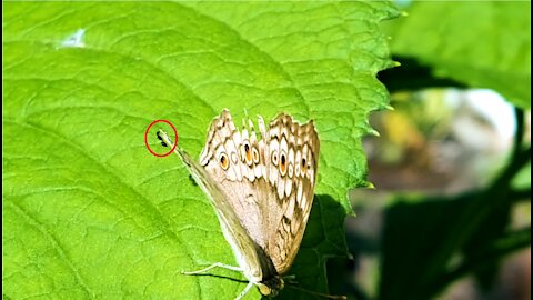 INSECTS: Black Garden Ant & Butterfly