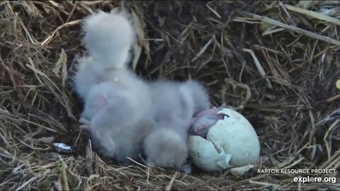 Decorah Mom was feeding her 2 babies when D36 hatched.Congrats Mom, Dad, D 34, and 35! 6:50 pm4-8-20