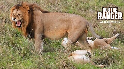 Two Lionesses Share A Male | Maasai Mara Safari | Zebra Plains