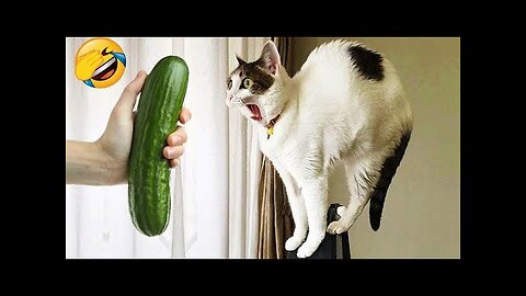 Trending Funny Animals 2023 😅 Funniest Cats and Dogs 😹🐶