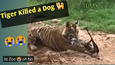 Tiger killed dog at zone 2 Ranthambore National Park, Tiger attack dog