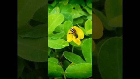 Beautiful Insects Movements