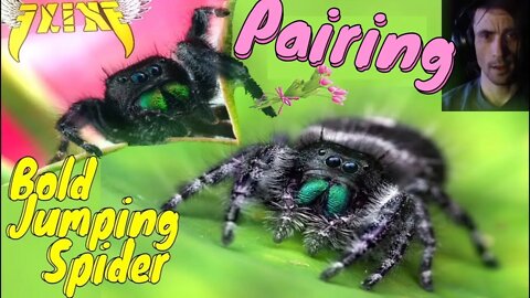 Bold Jumping Spider Pairing! Elixe News