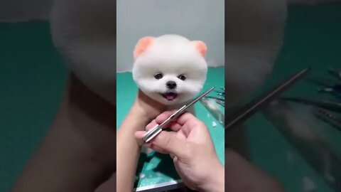 cute dog hair cutting