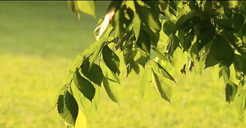 Baltimore Ceasefire to honor victims of gun violence with special tree planting ceremony