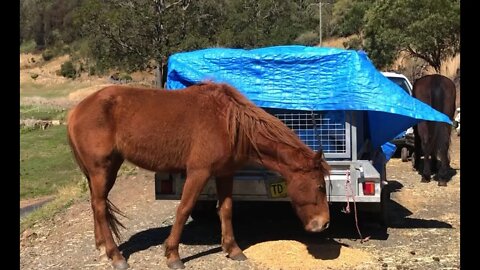 High wind day, discussing desensitisation of horses in daily life and Cleo's condition.