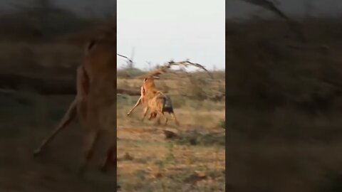 Hyena Runs Of With Carcass | Kruger National Park