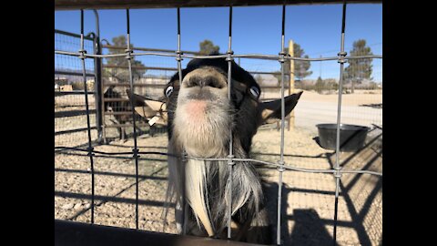 Pet of the week: Ansel the goat