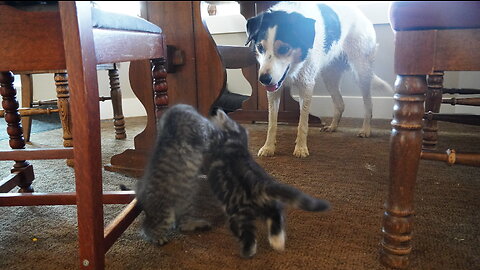 Two Kittens, Two Shoes, One Dog