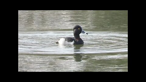 Beautiful ringbill duck visits farm pond on New Year's eve