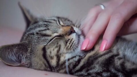 Caressing kitty under furry chin close up