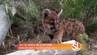 Out of Africa Wildlife Park wants you to meet Sage the mountain lion!