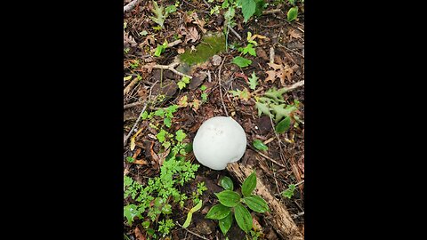 Late August Wisconsin Wild Mushrooms Foraging