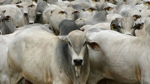 Como O Gado Doméstico Chegou No Brasil