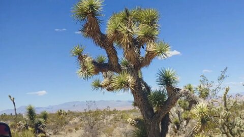 Trail Rides in Mesquite NV