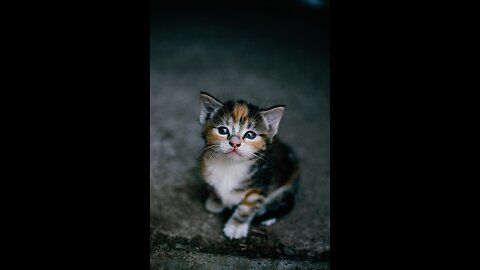 feeding small kittens