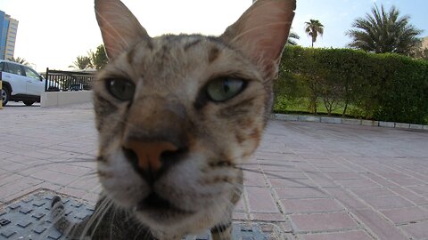 MICHAEL JACKSON - Homeless cat in Ras Al Khaimah, UAE #cat #cats #MichaelJackson #emirates #ae #UAE