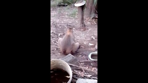 Goggles the Wallaby Trusts Me Enough to Let Me Watch His Back 🤗❤️🦘❤️