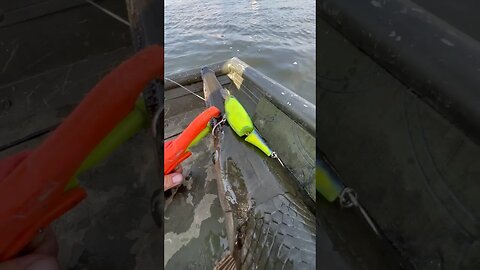 I Caught A Rare Hybrid Fish Using Lures