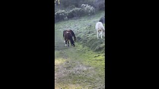 Horses Grazing