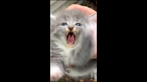 Funny Cats Video