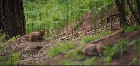 Photographer captures stunning video of sleepy animals