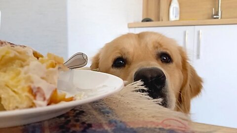 What a Begging Golden Retriever Looks Like!