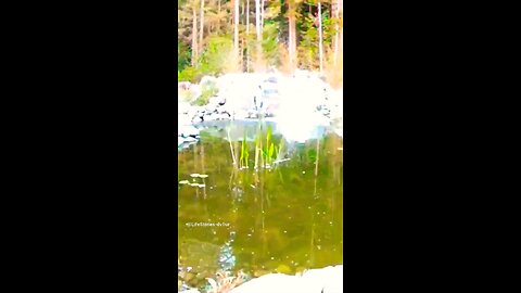 Osprey fishing in my new pond