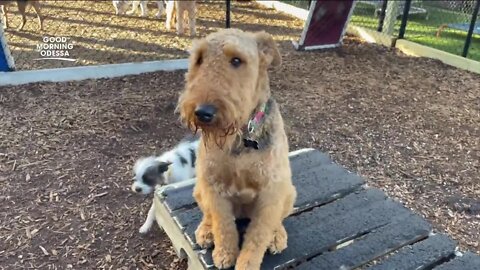 Odessa dog boarding, daycare facility helps provide safe place for rescues