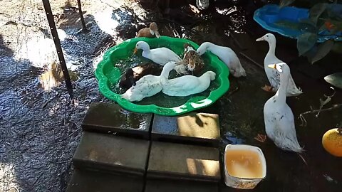 Indian Runner Ducks, cleaning in their pond 28/06/2020