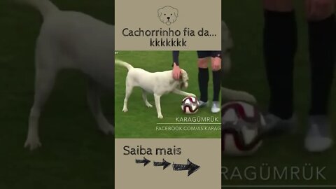 Cachorrinho...Olha o que ele fez! #shorts