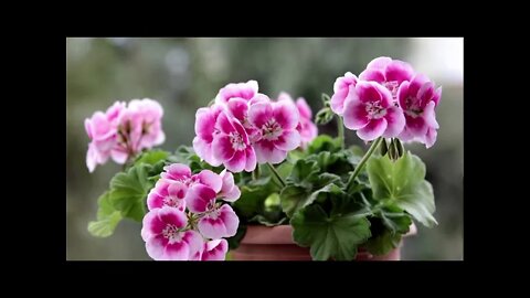 Plant Profile: Geranium and Geranium Essential Oil