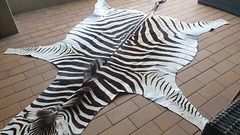 Beautiful Burchell Zebra Hide new in stock