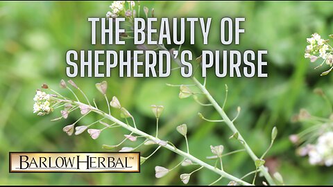 The Health Benefits of Shepherd's Purse