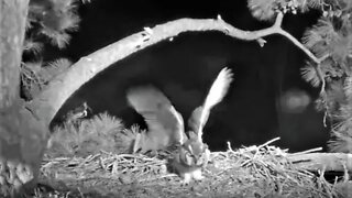 Female Great Horned Owl Investigates Nest 🦉 1/8/22 3:12 AM