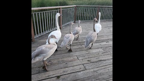 Babies are playing with Swan.