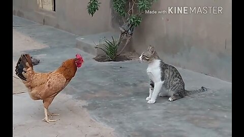 Chicken VS Dog &Cat Fights-FunnyFights Video