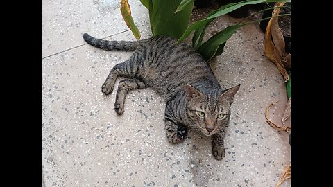 Cats frolicking in my terrace garden