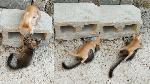 The fight between two cat turnout more complicated