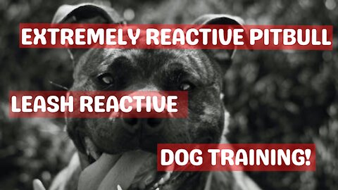 Extremely reactive pitbull + Leash reactive dog training!