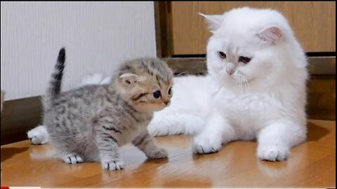 A kitten that came close to its daddy cat.