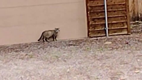 Bobcat?