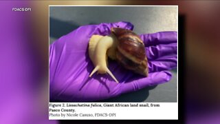 Snail known to carry meningitis-causing parasite found in Pasco County: FDACS