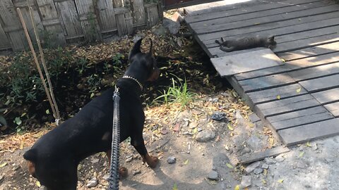 Doberman Sneaks on Cat