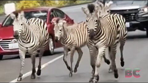 Police and public capture runaway zebras in Washington state, but one is still missing