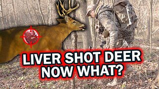 Liver Shot Deer Now What?